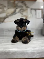 AKC BLACK AND TAN/RED MALE, a male Miniature Schnauzer for sale in Lake Placid, FL – 1 of 7