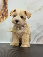 AKC FEMALE WHEATEN, a female Miniature Schnauzer for sale in Lake Placid, FL – 2 of 8