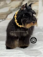 AKC BLACK AND TAN/RED MALE, a male Miniature Schnauzer for sale in Lake Placid, FL – 6 of 7