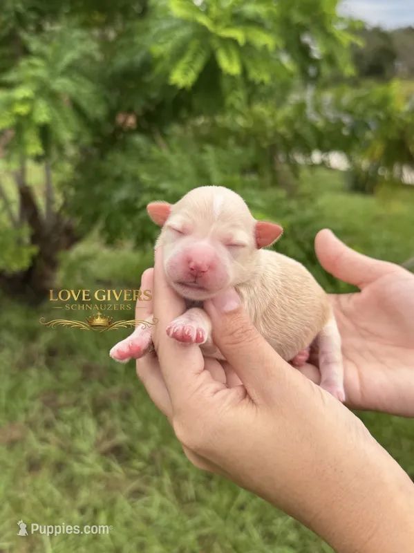 AKC WHEATEN MINI SCHNAUZER GIRL – Miniature Schnauzer puppy for sale in Lake Placid, FL