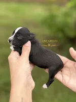 AKC BLACK MINI SCHNAUZER BOY, a male Miniature Schnauzer for sale in Lake Placid, FL – 2 of 6