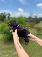 AKC LIVER & TAN MALE, a male Miniature Schnauzer for sale in Lake Placid, FL – 5 of 5