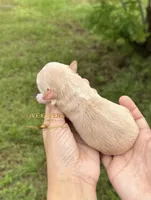 AKC WHEATEN MINI SCHNAUZER GIRL, a female Miniature Schnauzer for sale in Lake Placid, FL – 3 of 6