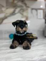 AKC BLACK AND TAN/RED MALE, a male Miniature Schnauzer for sale in Lake Placid, FL – 2 of 7