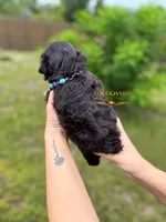 AKC LIVER & TAN MALE, a male Miniature Schnauzer for sale in Lake Placid, FL – 4 of 5