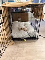 Leo, a male Cavapoo and Maltese for sale in Snohomish, WA – 2 of 2