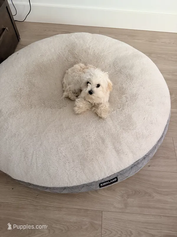Leo – Cavapoo, Maltese puppy for sale in Snohomish, WA