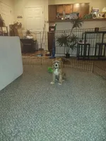 Sonny, a male Cocker Spaniel for sale in Madison, WI – Photo 8 of 8