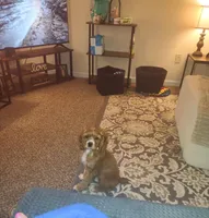 Sonny, a male Cocker Spaniel for sale in Madison, WI – Photo 4 of 8