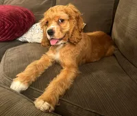 Sonny, a male Cocker Spaniel for sale in Madison, WI – Photo 1 of 8