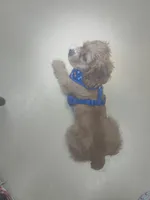 Sonny, a male Cocker Spaniel for sale in Madison, WI – Photo 3 of 8