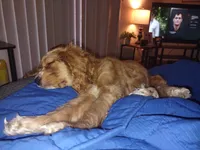 Sonny, a male Cocker Spaniel for sale in Madison, WI – Photo 6 of 8