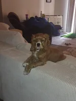 Sonny, a male Cocker Spaniel for sale in Madison, WI – Photo 5 of 8