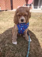 Sonny, a male Cocker Spaniel for sale in Madison, WI – Photo 7 of 8