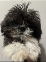 Imperial  Shih Tzu , a female Shih Tzu for sale in Raeford, NC – 1 of 2