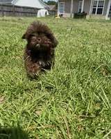 Imperial Shih Tzu , a male Shih Tzu for sale in Raeford, NC – 2 of 2