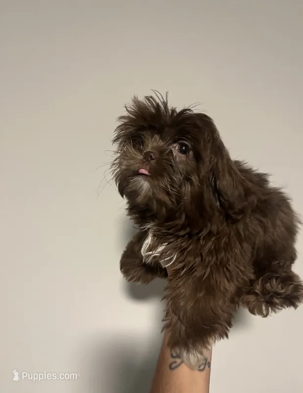 Imperial Shih Tzu  – Shih Tzu puppy for sale in Raeford, NC