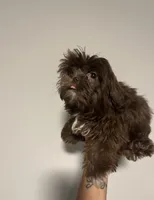 Imperial Shih Tzu , a male Shih Tzu for sale in Raeford, NC – 1 of 2