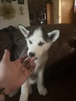 Red collar female, a female Siberian Husky for sale in Osceola, MO – 3 of 5