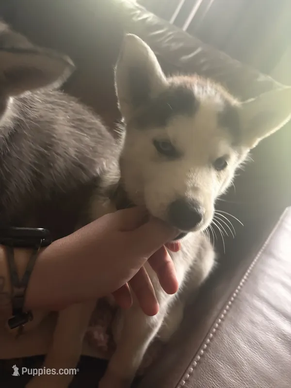 Blue collar female – Siberian Husky puppy for sale in Osceola, MO