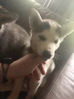 Blue collar female, a female Siberian Husky for sale in Osceola, MO – 1 of 3