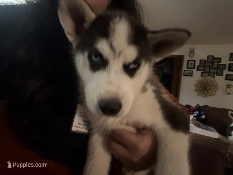 Pink collar male  – Siberian Husky puppy for sale in Osceola, MO