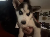 Pink collar male , a male Siberian Husky for sale in Osceola, MO – 1 of 3