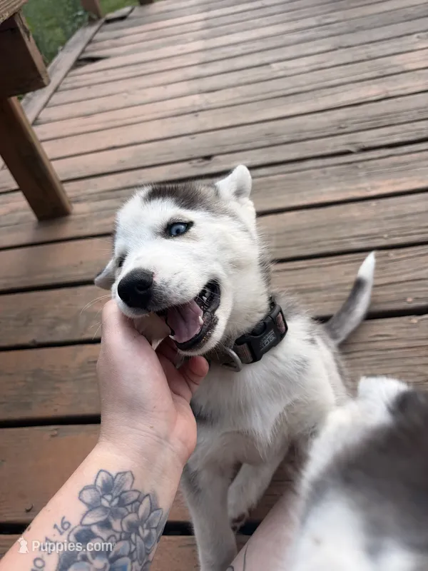 Blue collar female – Siberian Husky puppy for sale in Osceola, MO