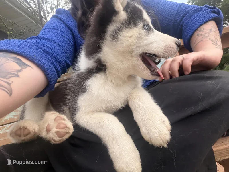 Red collar male  – Siberian Husky puppy for sale in Osceola, MO