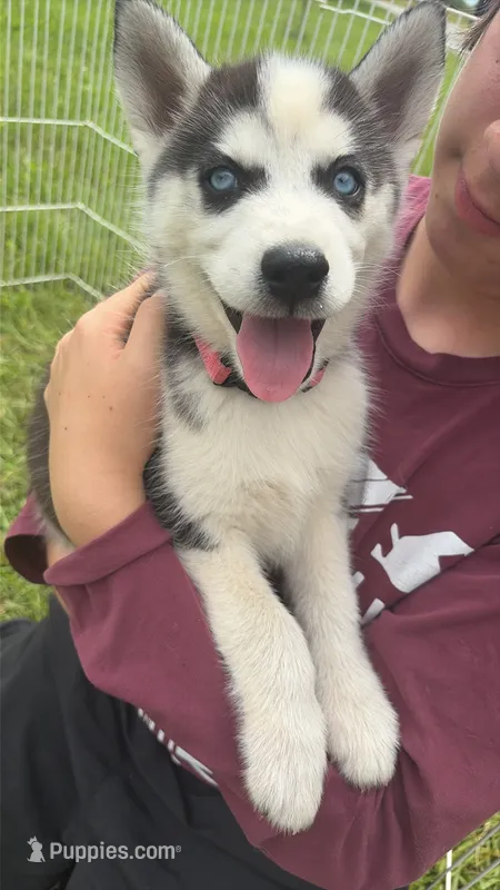 Pink collar male  – Siberian Husky puppy for sale in Osceola, MO