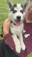 Pink collar male , a male Siberian Husky for sale in Osceola, MO – 2 of 3