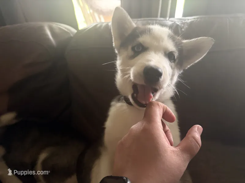 Black collar female  – Siberian Husky puppy for sale in Osceola, MO
