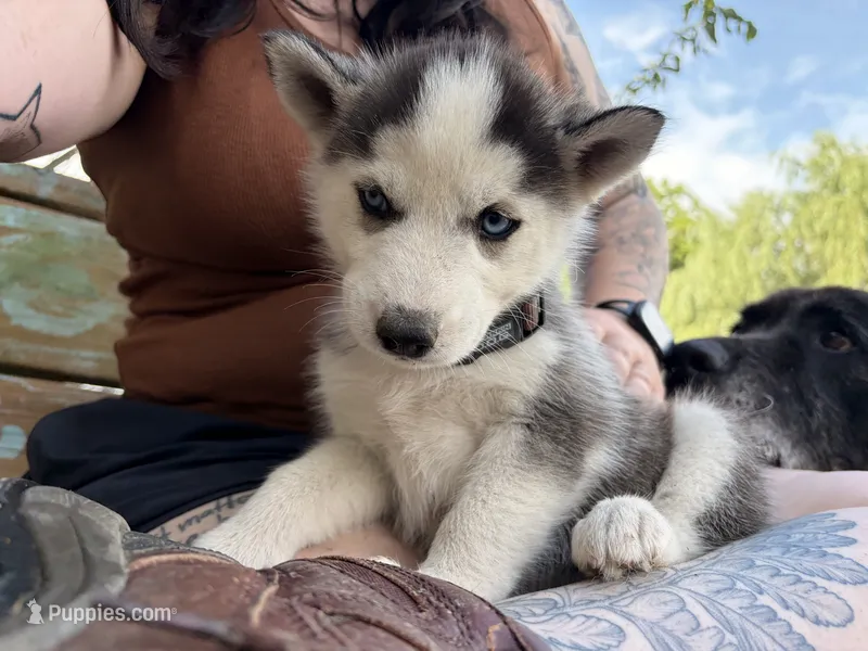 Blue collar female – Siberian Husky puppy for sale in Osceola, MO