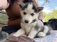 Blue collar female, a female Siberian Husky for sale in Osceola, MO – 2 of 3