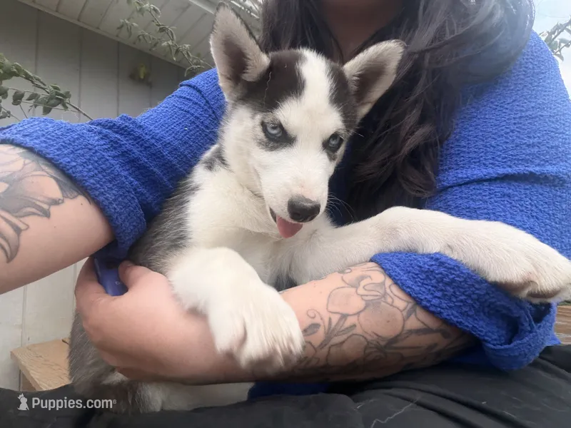 Black collar female  – Siberian Husky puppy for sale in Osceola, MO
