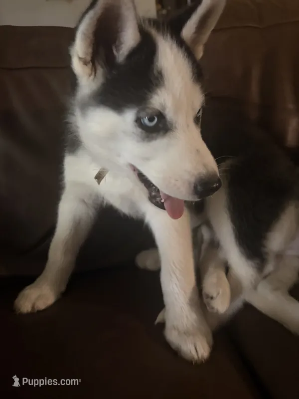 Red collar male  – Siberian Husky puppy for sale in Osceola, MO