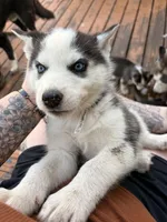 Red collar male , a male Siberian Husky for sale in Osceola, MO – 3 of 4
