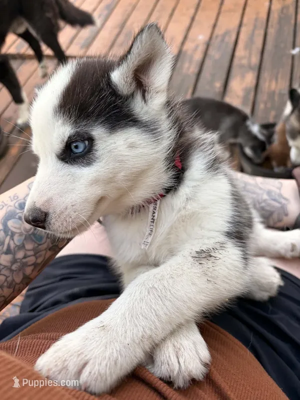 Red collar male  – Siberian Husky puppy for sale in Osceola, MO