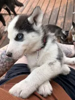 Red collar male , a male Siberian Husky for sale in Osceola, MO – 4 of 4