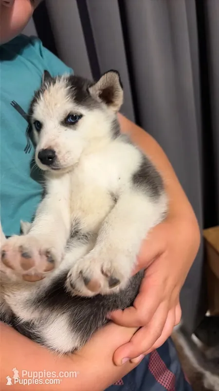 Red collar female – Siberian Husky puppy for sale in Osceola, MO