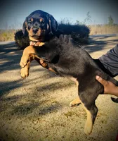 Scarlet, a female Rottweiler for sale in Kingstree, SC – Photo 2 of 2