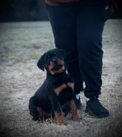 Scarlet, a female Rottweiler for sale in Kingstree, SC – Photo 1 of 2