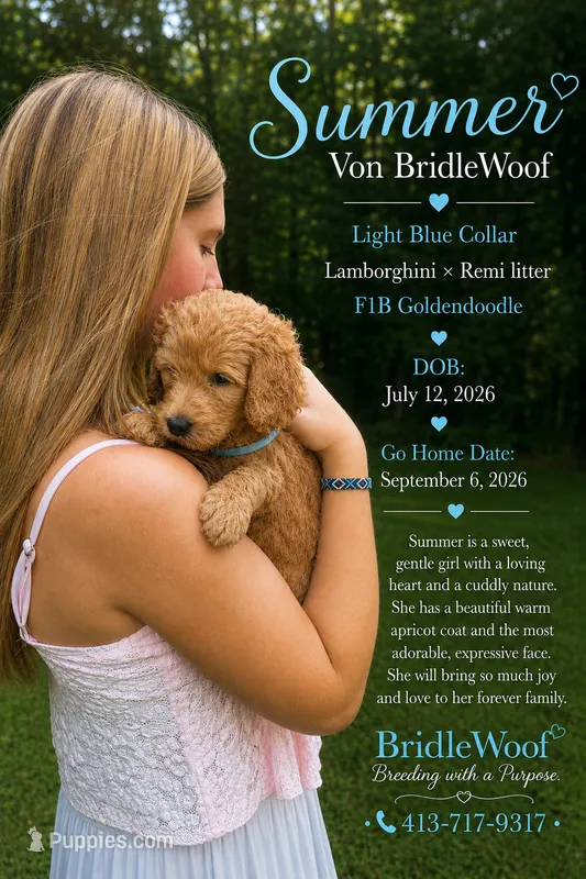 Summer Von BridleWoof  – Goldendoodle puppy for sale in East Chatham, NY