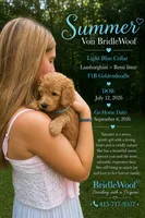 Summer Von BridleWoof , a female Goldendoodle for sale in East Chatham, NY – 1 of 1