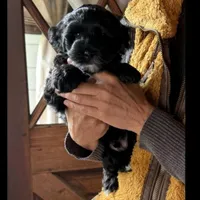 TangoWool Bugle Boy, a male Australian Labradoodle for sale in East Otis, MA – 1 of 3