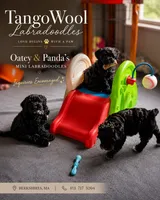 TangoWool Bugle Boy, a male Australian Labradoodle for sale in East Otis, MA – 3 of 3