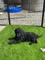 Rosemary von BridleWoof , a female Goldendoodle for sale in East Otis, MA – 7 of 7
