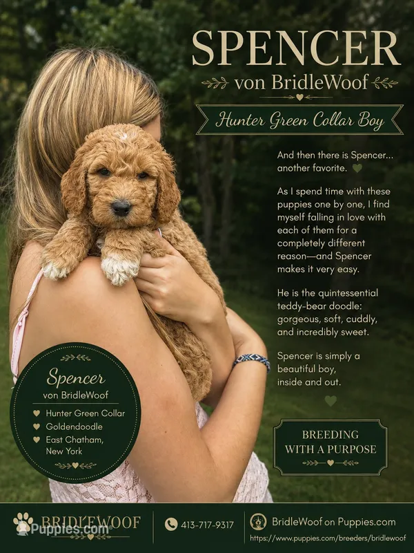 Spencer von BridleWoof  – Goldendoodle puppy for sale in East Chatham, NY