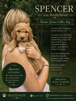 Spencer von BridleWoof , a male Goldendoodle for sale in East Chatham, NY – 1 of 1
