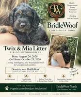 Dominic von BridleWoof, a male Goldendoodle for sale in East Chatham, NY – 1 of 1